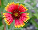 Blanket Flower
